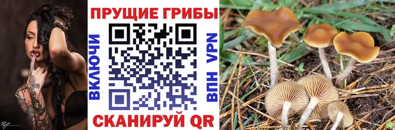 Галлюциногенные грибы мицелий  ОМГ ОМГ зеркало  Шали 